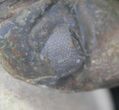 Reedops Trilobite - Great Preservation #20651-6